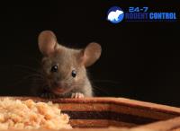 247 Rodent Pest Control Brisbane image 2